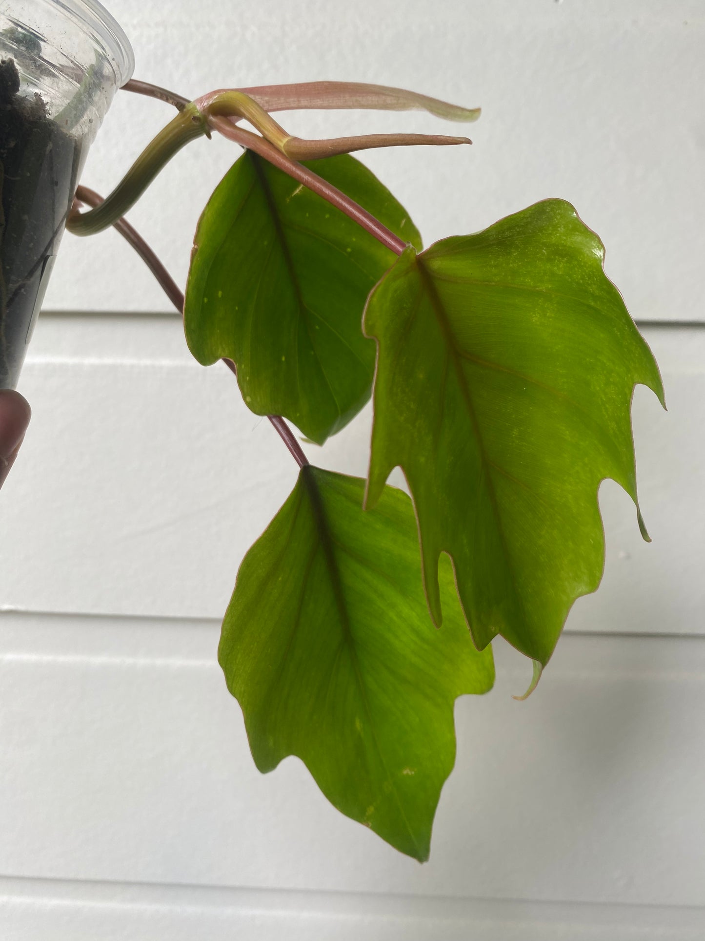 Philodendron Mayoi - A