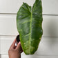 Philodendron Paraiso Verde - A