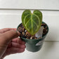 Anthurium Crystallinum Hybrid NOID - B