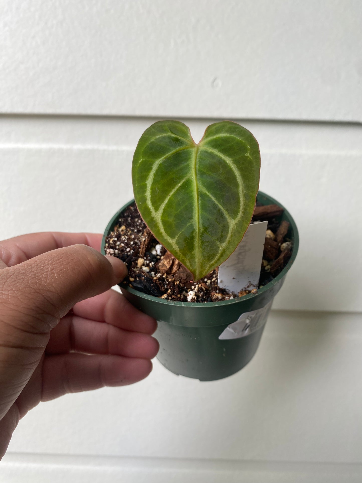 Anthurium Crystallinum Hybrid NOID - B