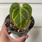 Anthurium Crystallinum Hybrid NOID - B