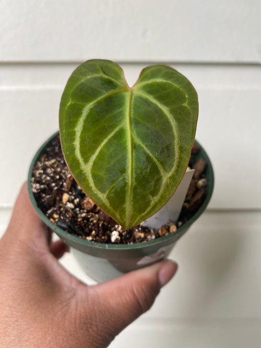 Anthurium Crystallinum Hybrid NOID - B