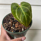 Anthurium Crystallinum Hybrid NOID - B