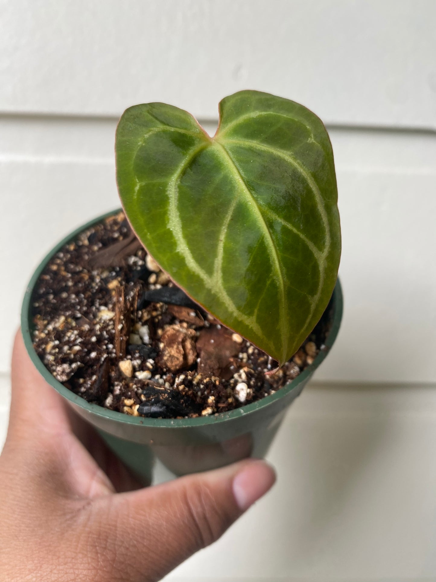 Anthurium Crystallinum Hybrid NOID - B