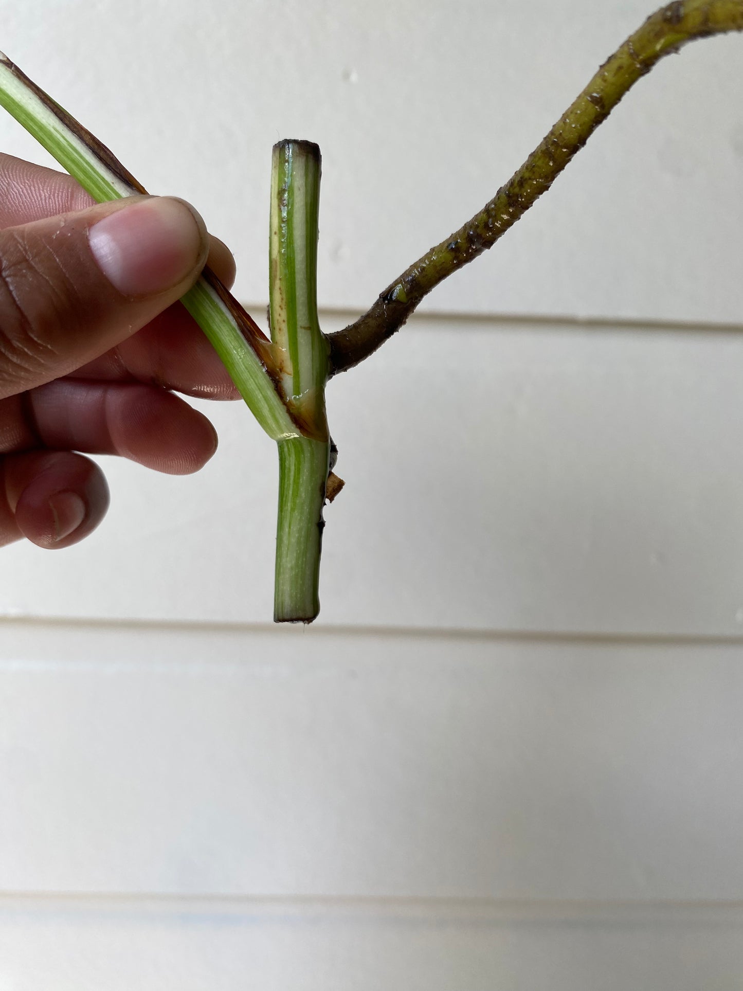 Monstera Borsigiana Albo Variegata - A