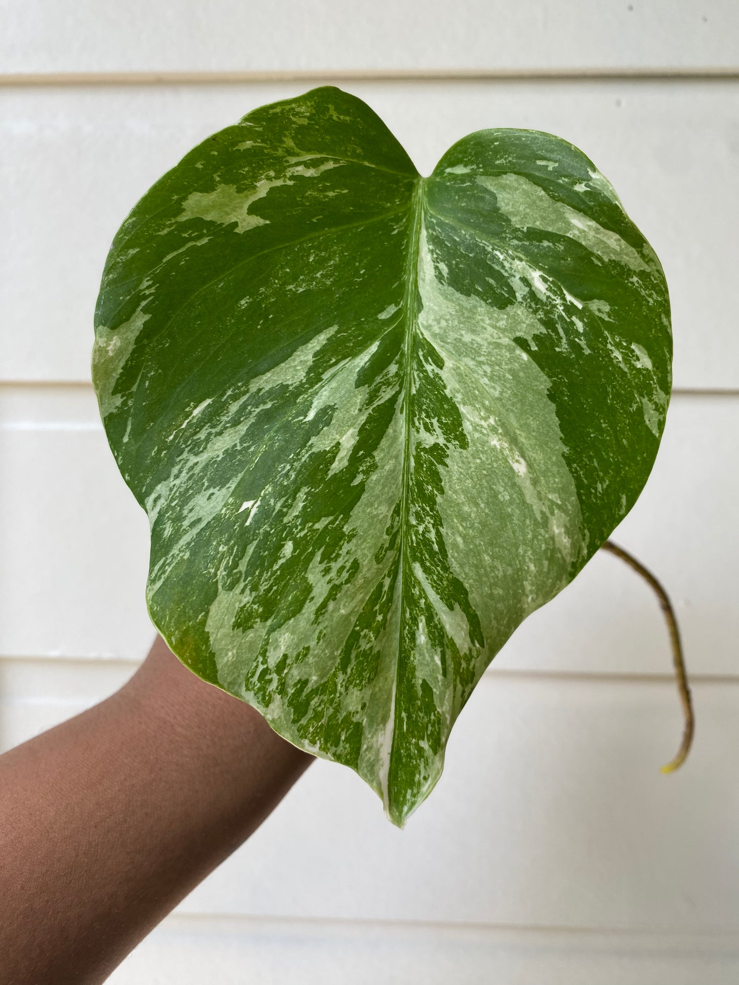 Monstera Borsigiana Albo Variegata - A