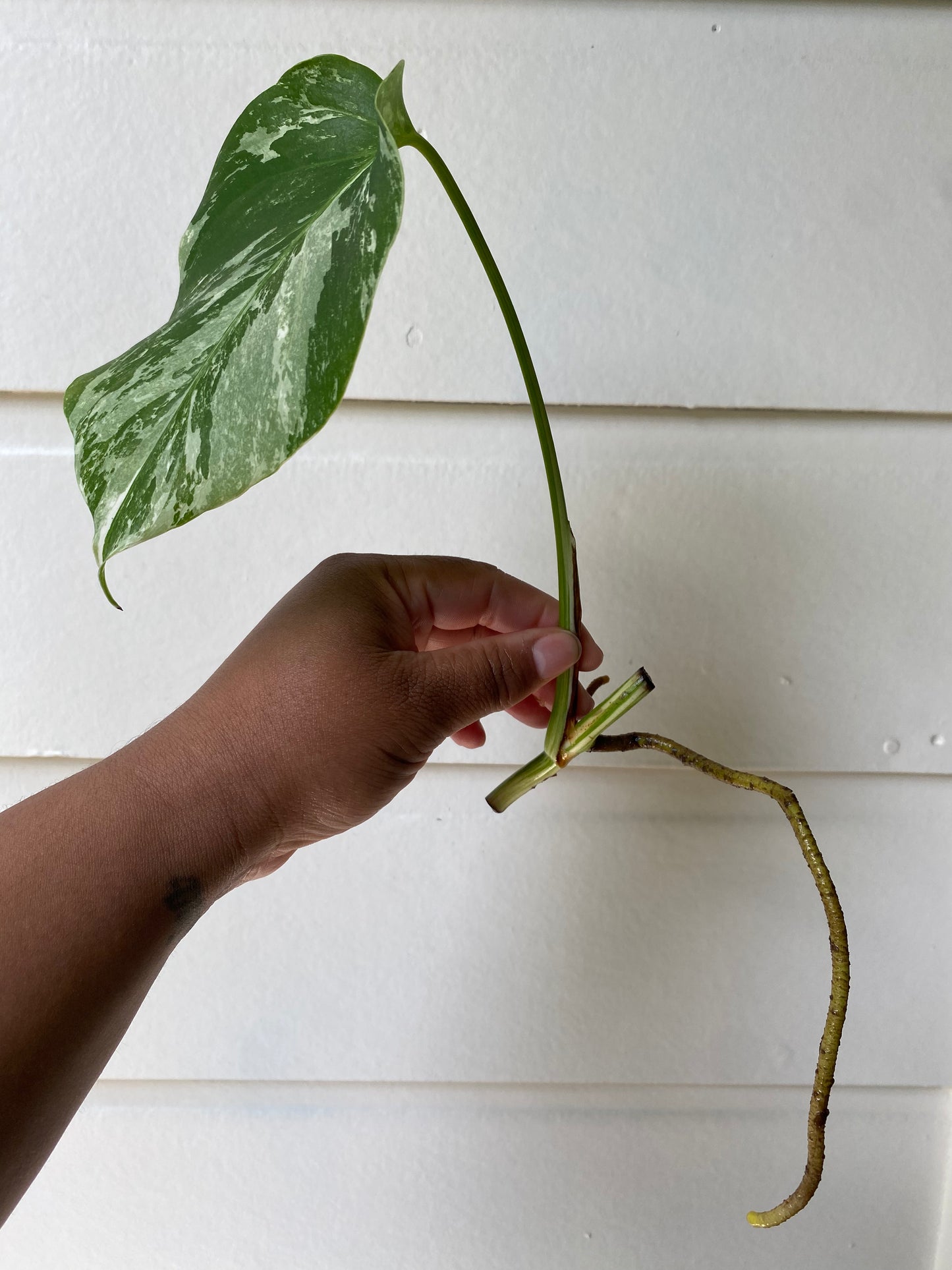 Monstera Borsigiana Albo Variegata - A