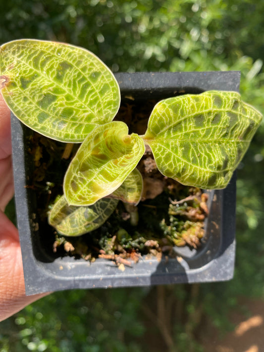 Macodes Petola 'Jewel Orchid'