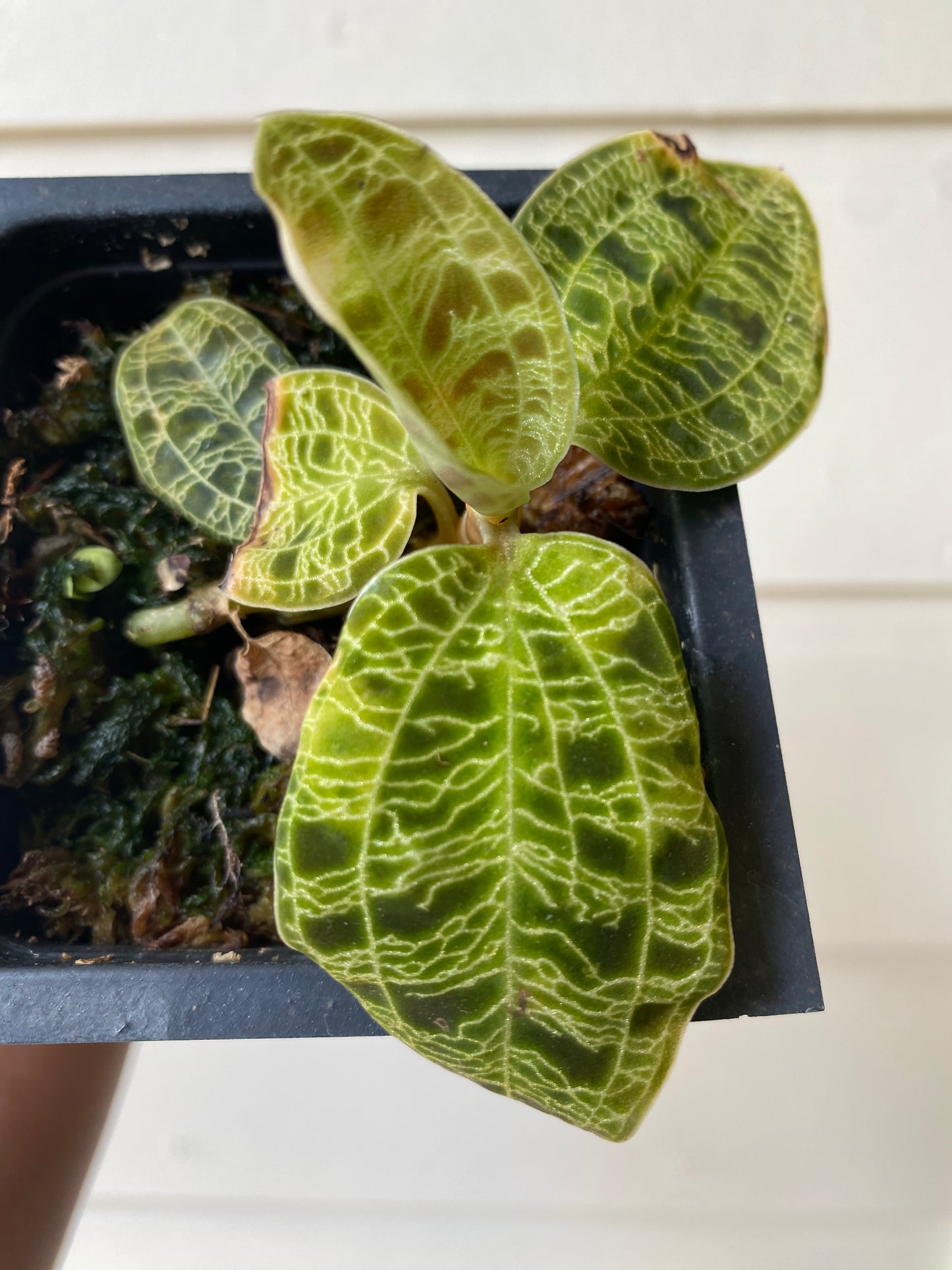 Macodes Petola 'Jewel Orchid'