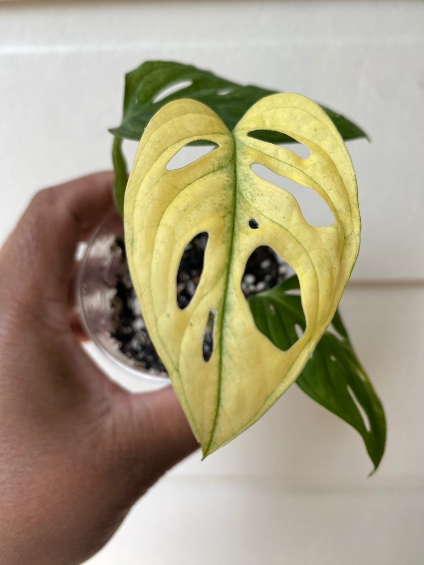 Monstera Adansonii 'Archipelago'