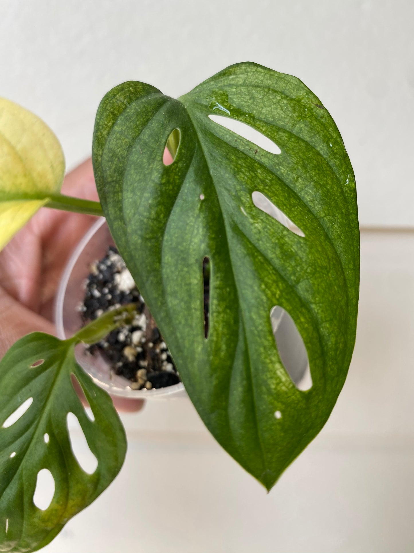 Monstera Adansonii 'Archipelago'