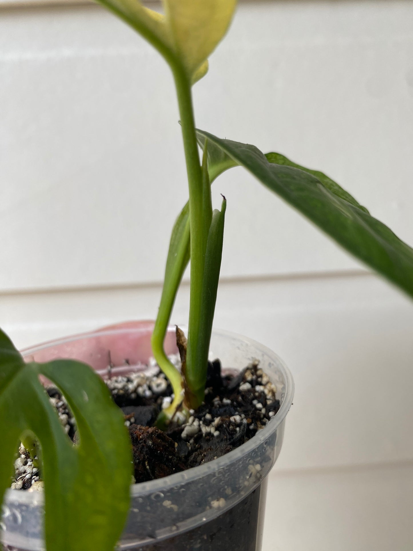 Monstera Adansonii 'Archipelago'