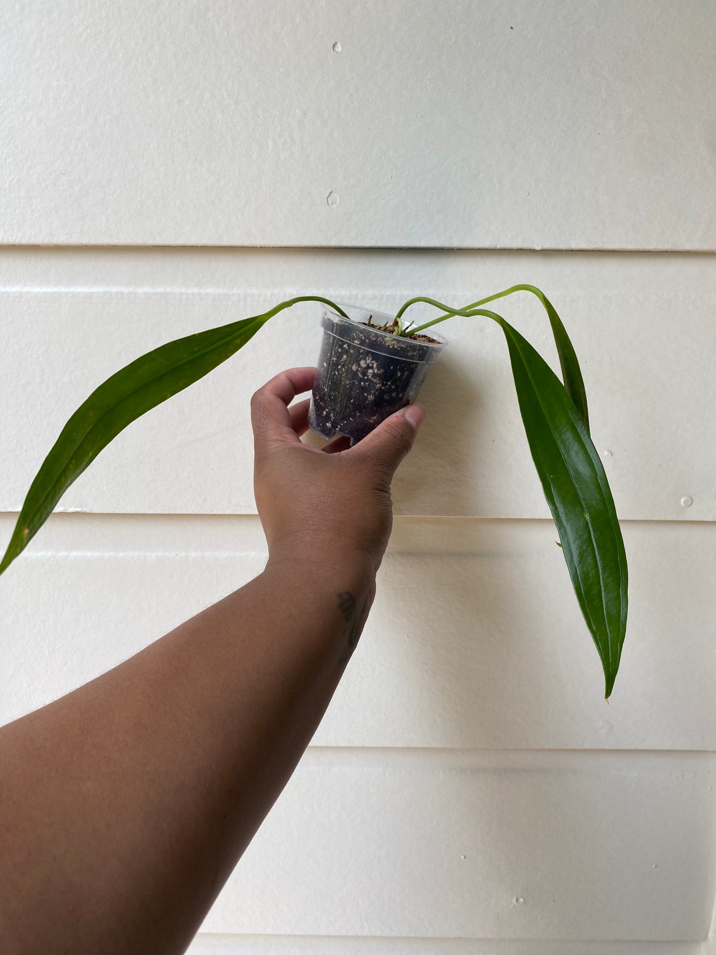 Anthurium Bakeri - A