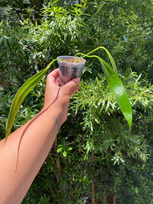 Anthurium Bakeri - A