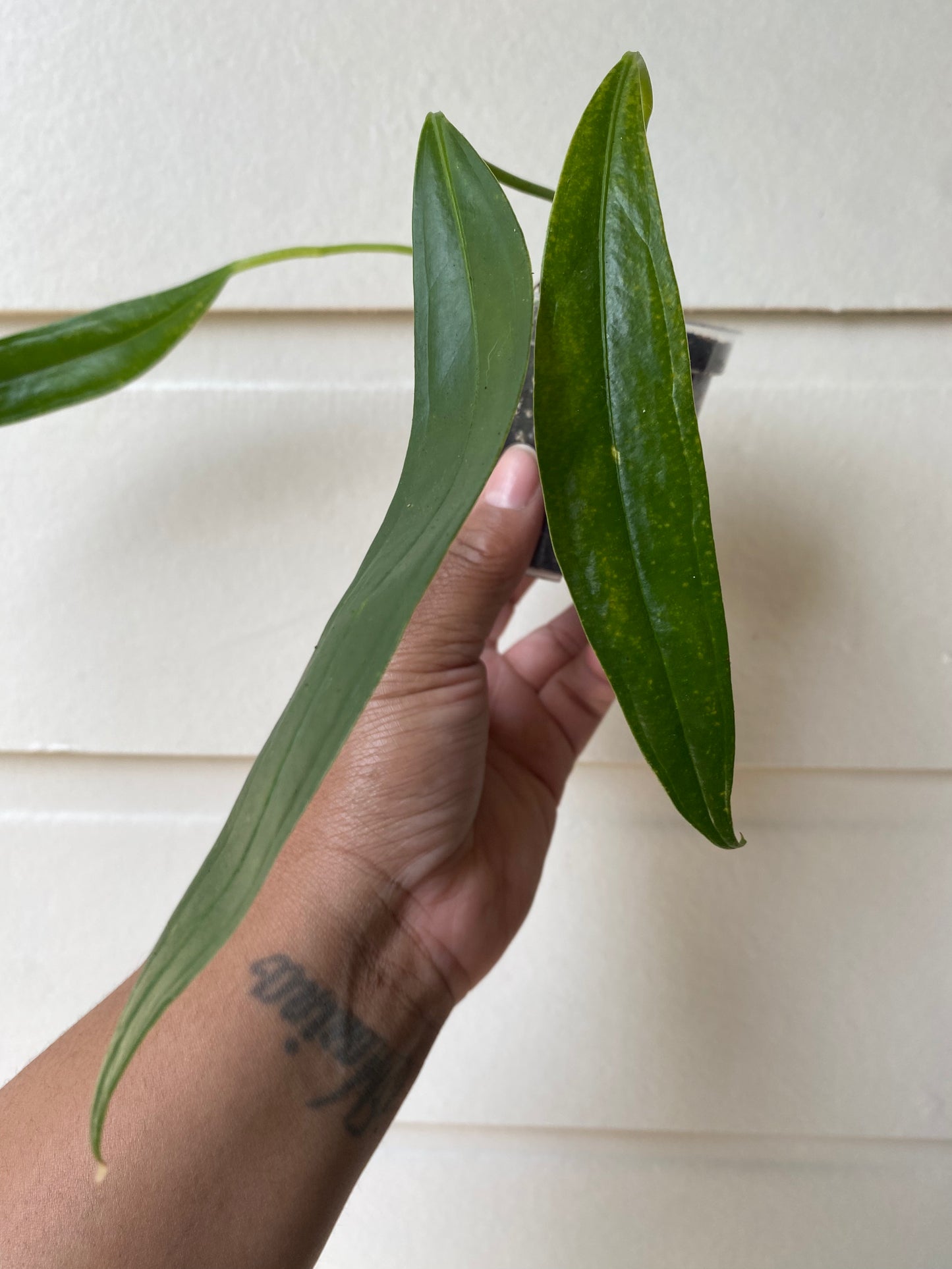 Anthurium Bakeri - A