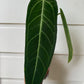 Anthurium warocqueanum