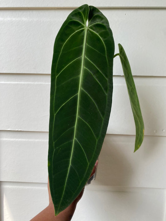 Anthurium warocqueanum