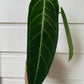 Anthurium warocqueanum