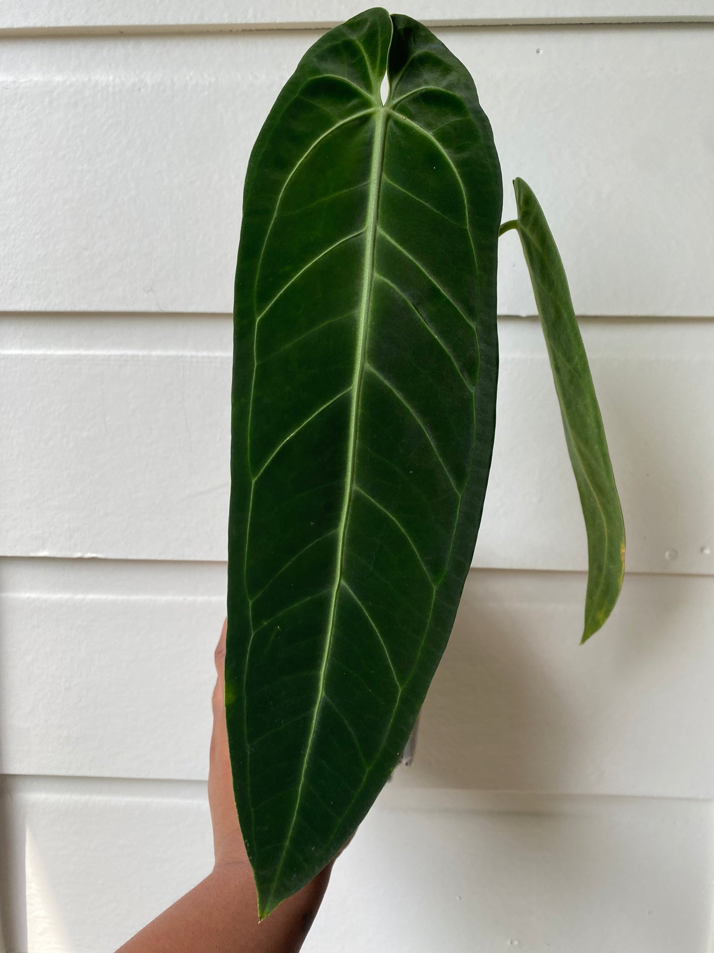 Anthurium warocqueanum