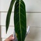 Anthurium warocqueanum