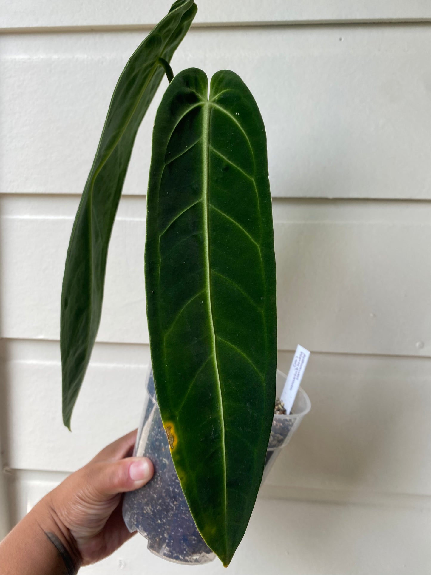 Anthurium warocqueanum