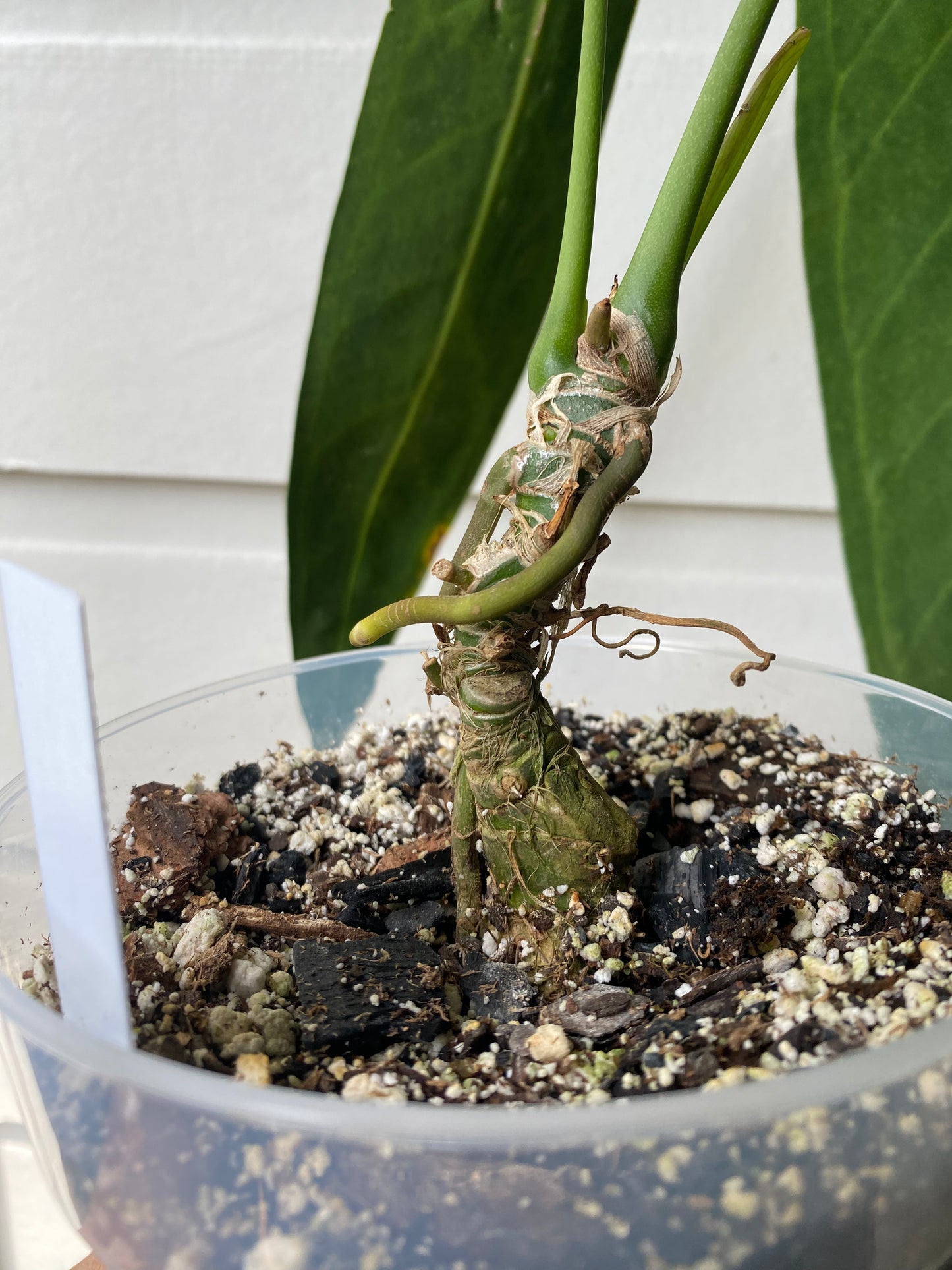 Anthurium warocqueanum