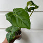 Philodendron Pastazanum - A