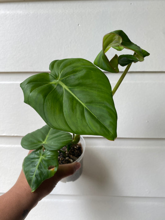 Philodendron Pastazanum - A