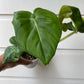 Philodendron Pastazanum - A