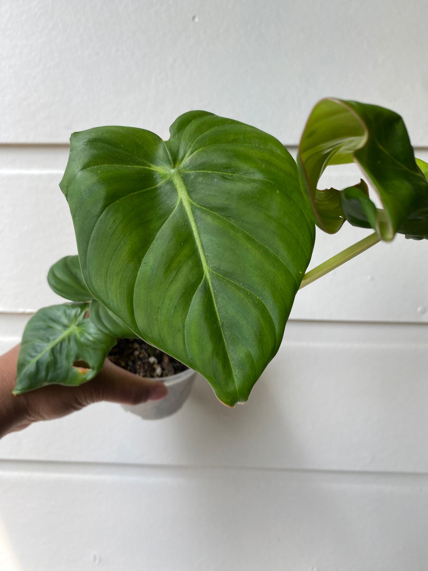 Philodendron Pastazanum - A