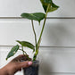 Philodendron Pastazanum - A