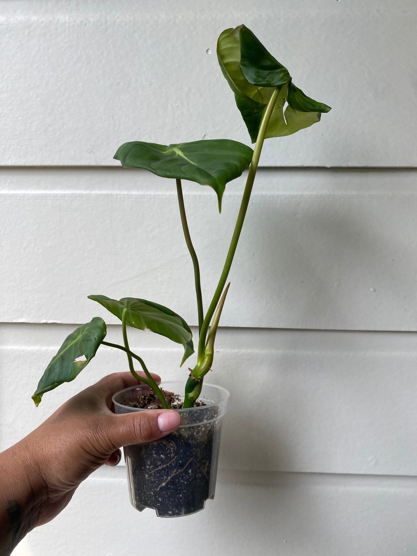 Philodendron Pastazanum - A