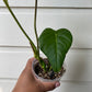 Philodendron Pastazanum - A