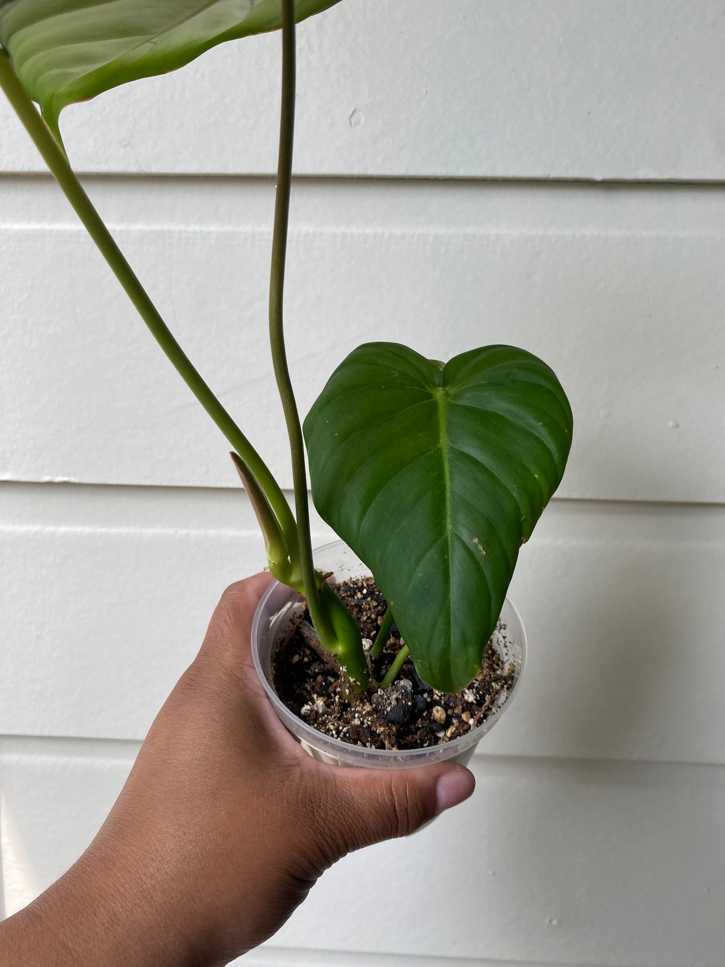 Philodendron Pastazanum - A