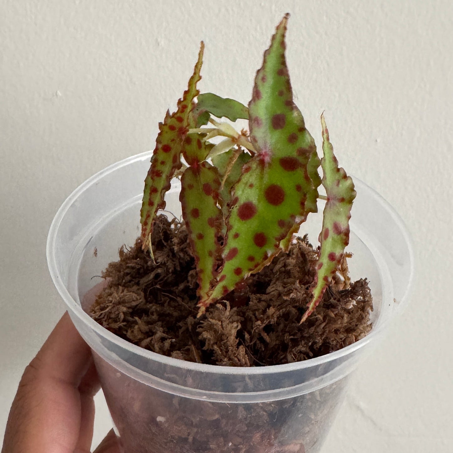 Begonia amphioxus