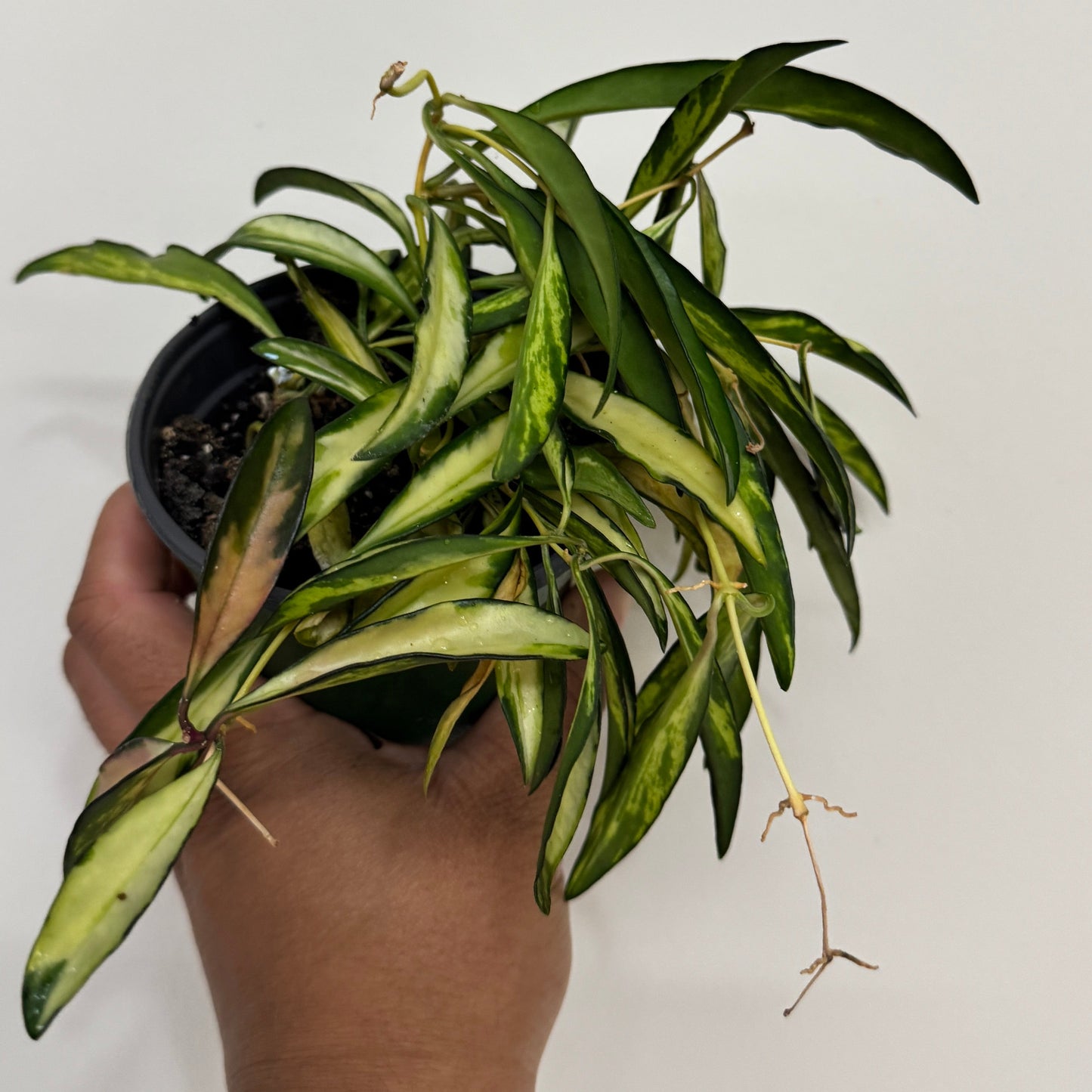 Hoya kentiana 'Tricolor'