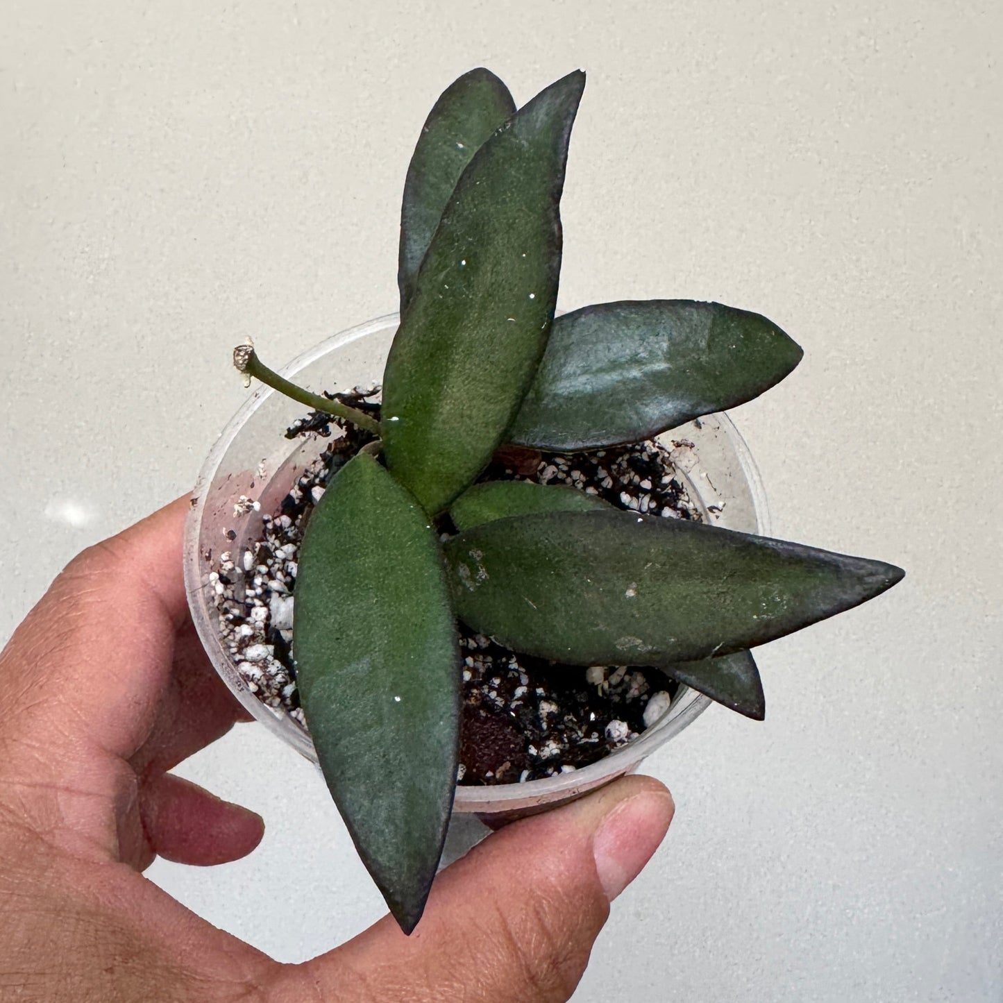 Hoya rosita