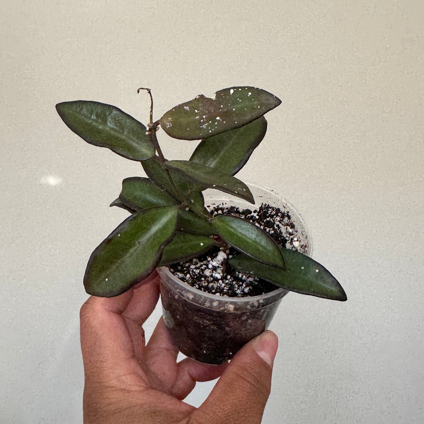 Hoya rosita