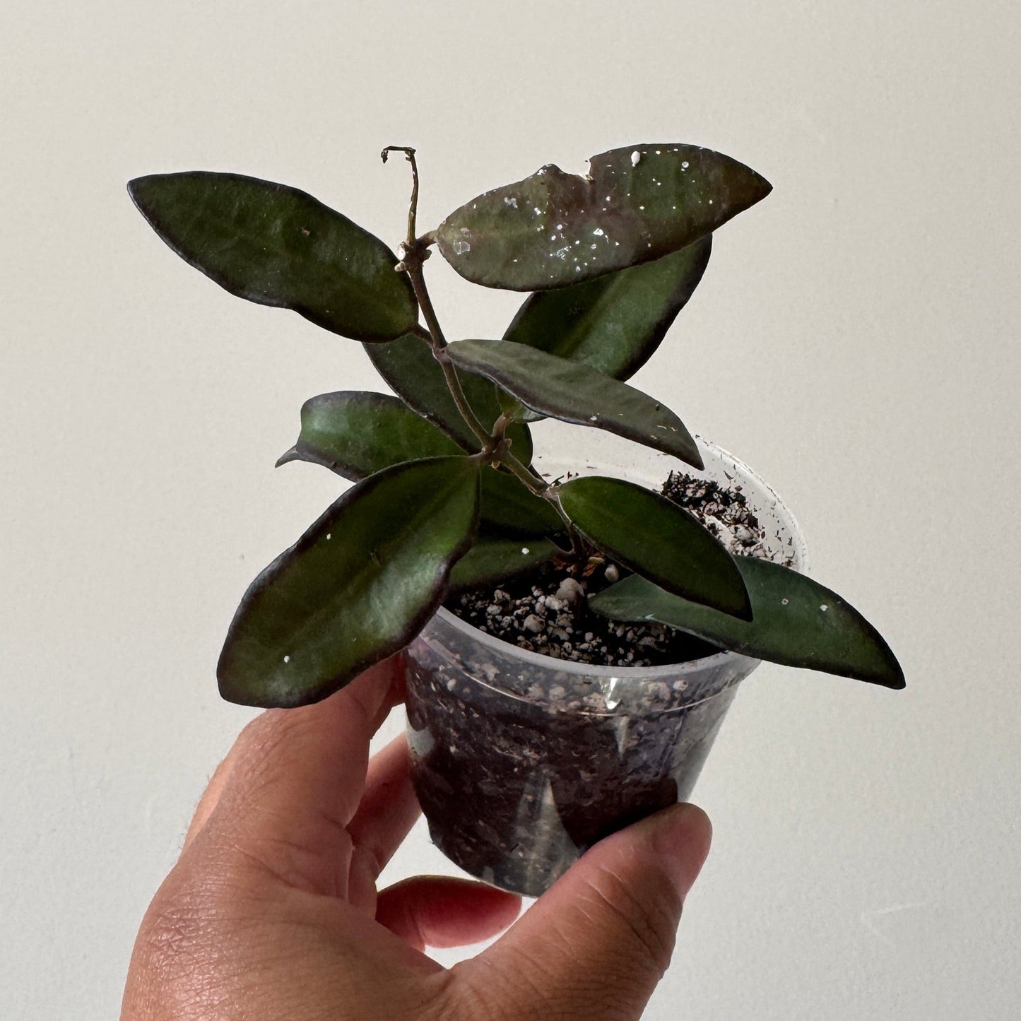 Hoya rosita