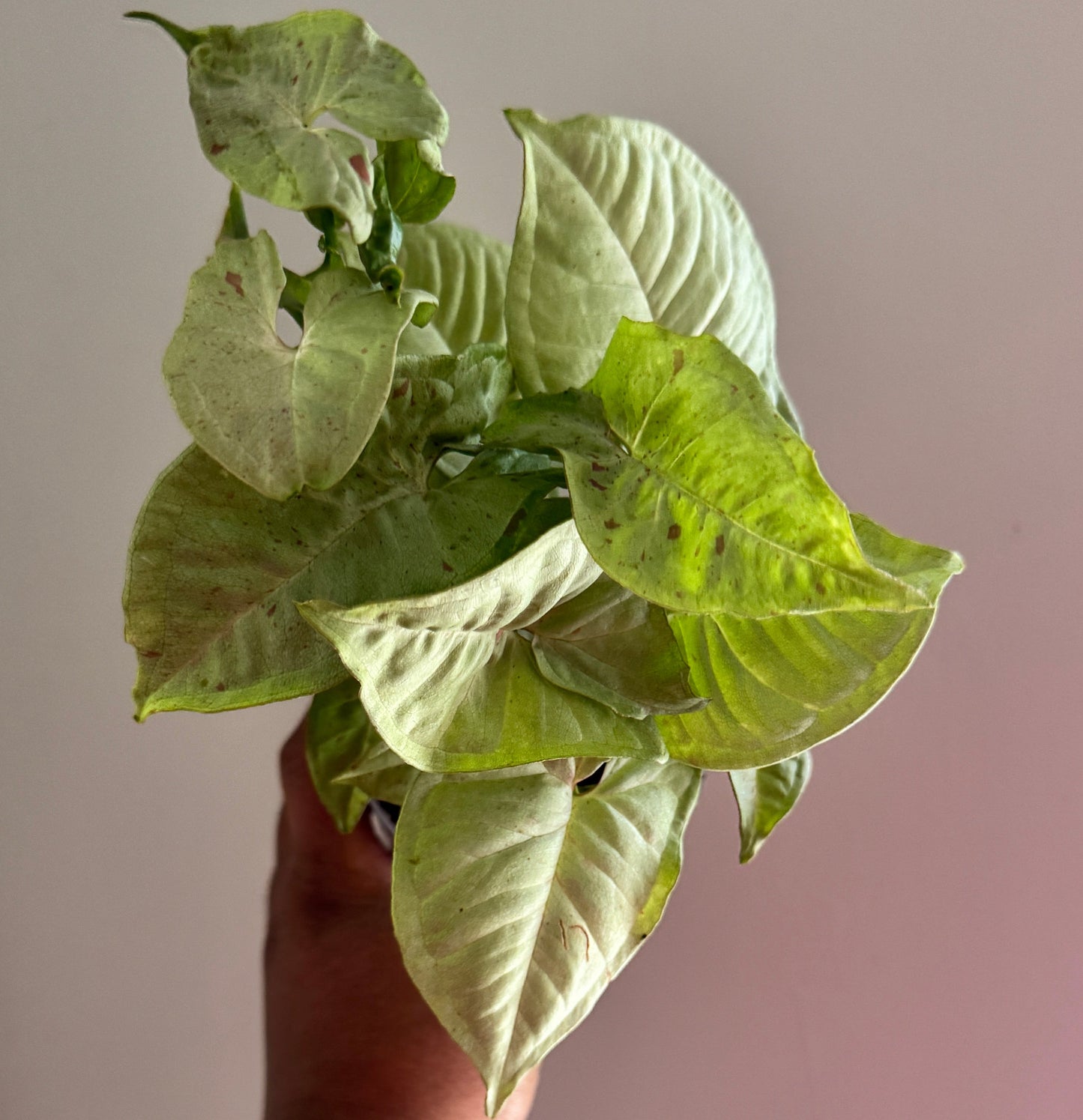 Syngonium 'Milk Confetti'