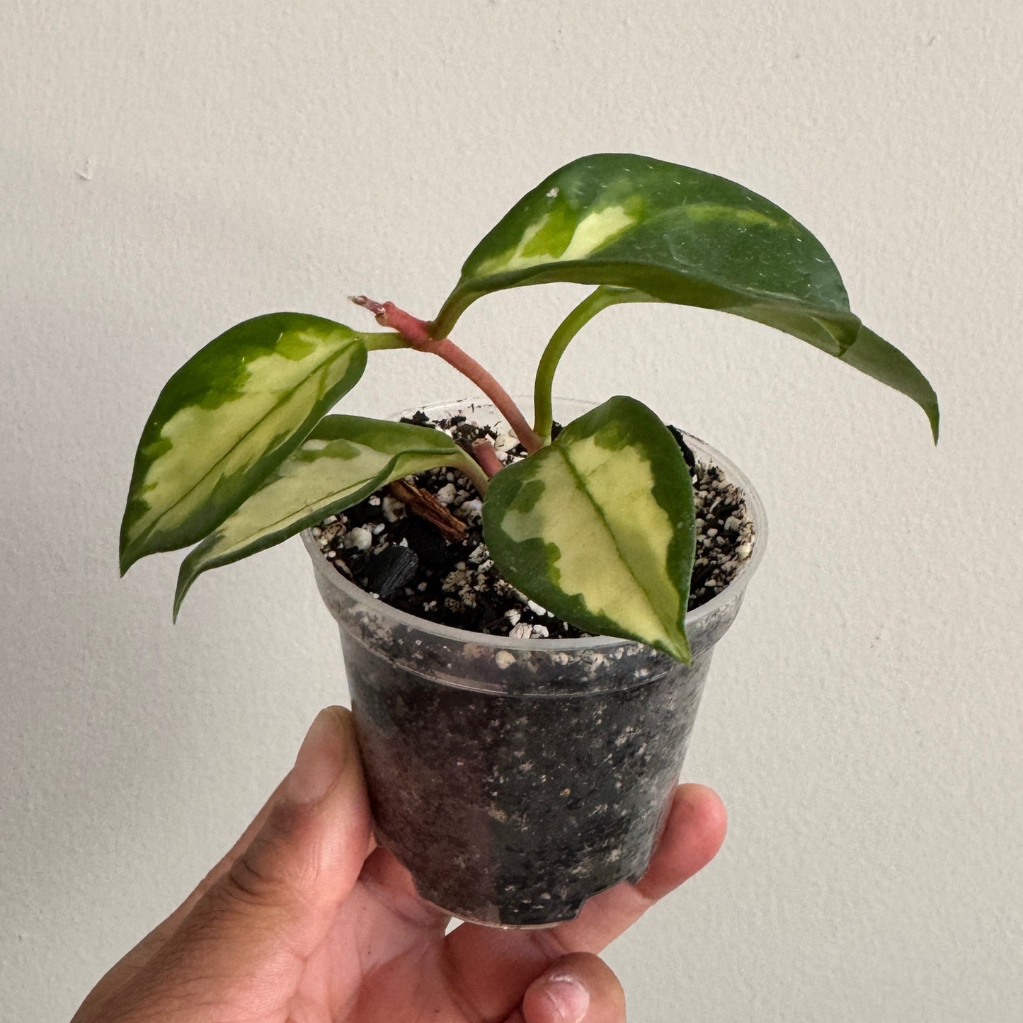 Hoya carnosa 'Krimson Princess'