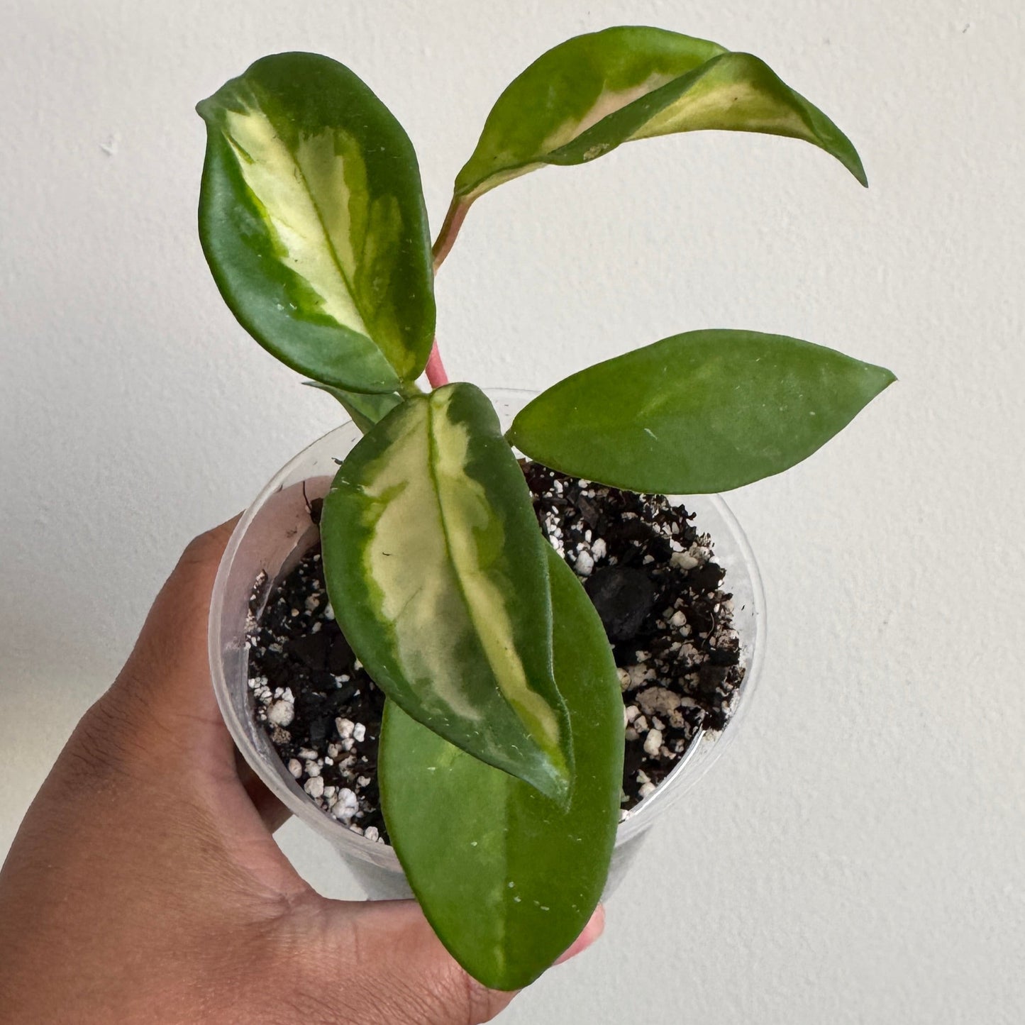 Hoya carnosa 'Krimson Princess'