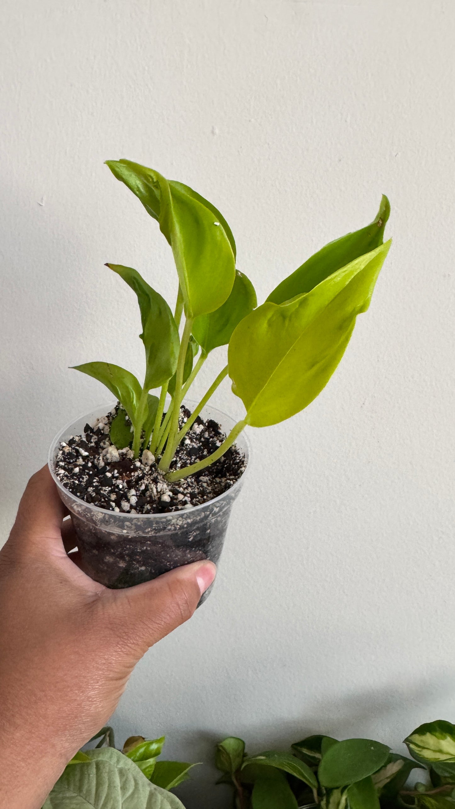 Epipremnum aureum 'Champs-Élysées'