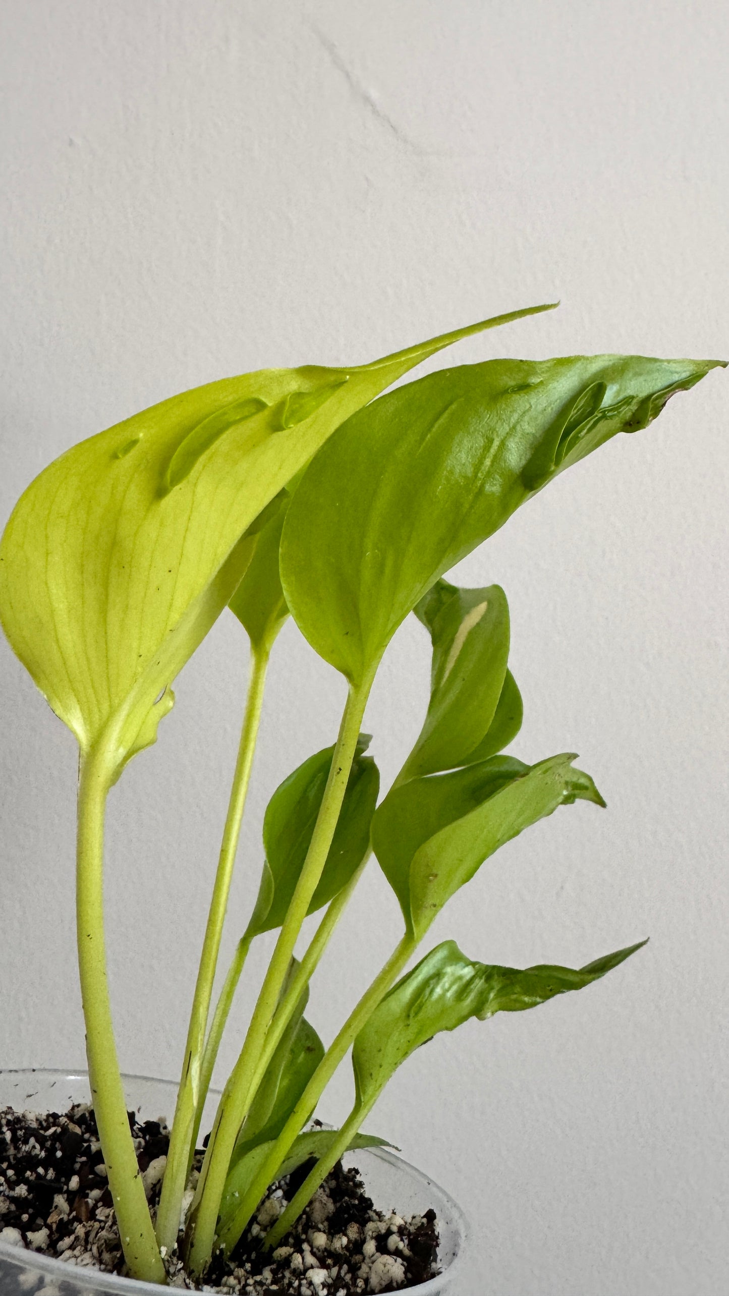 Epipremnum aureum 'Champs-Élysées'