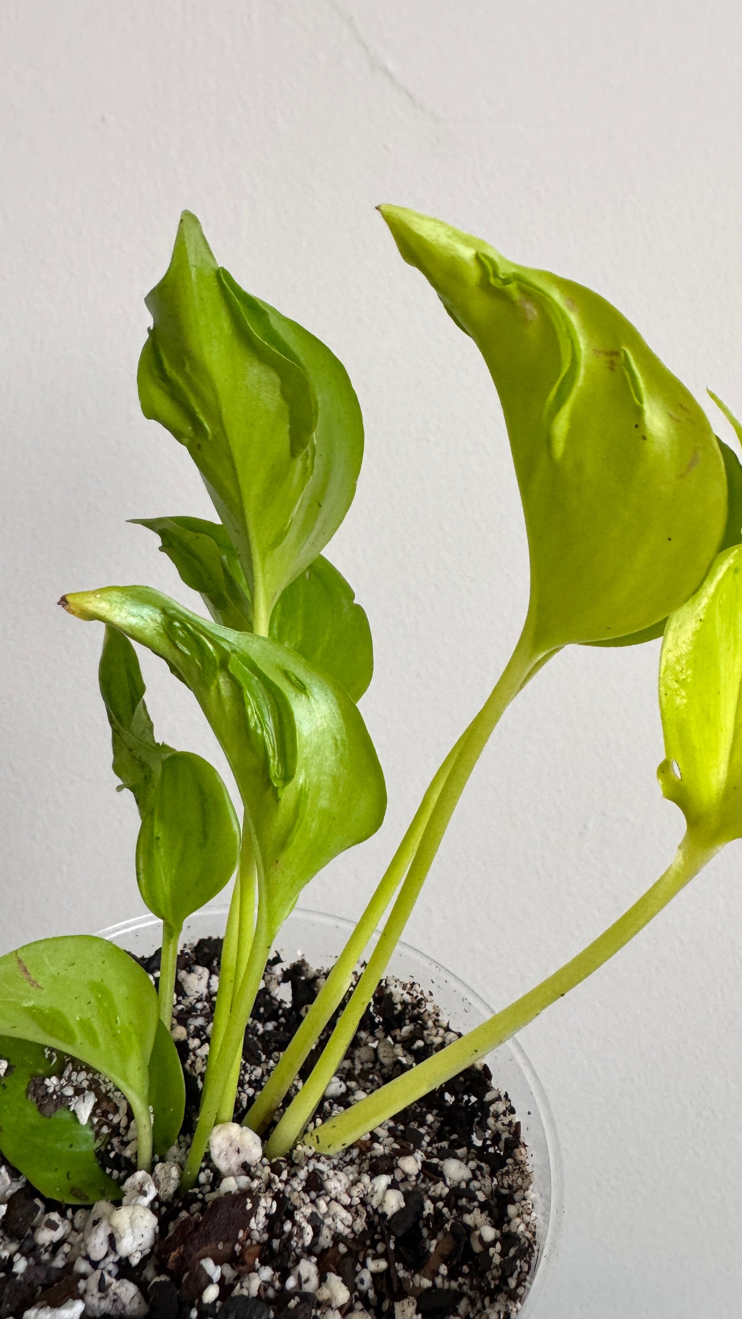 Epipremnum aureum 'Champs-Élysées'