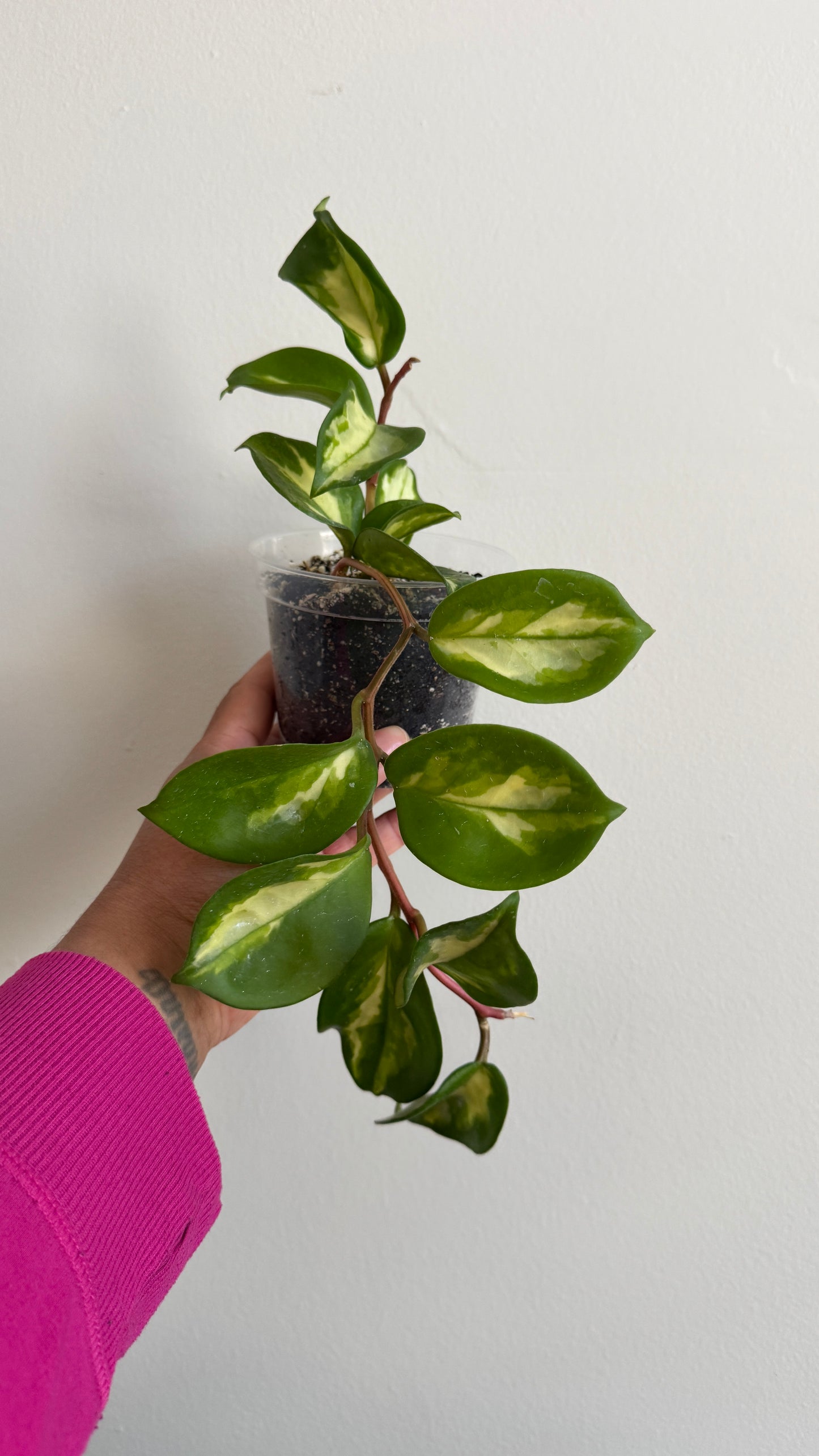 Hoya carnosa 'Krimson Princess'