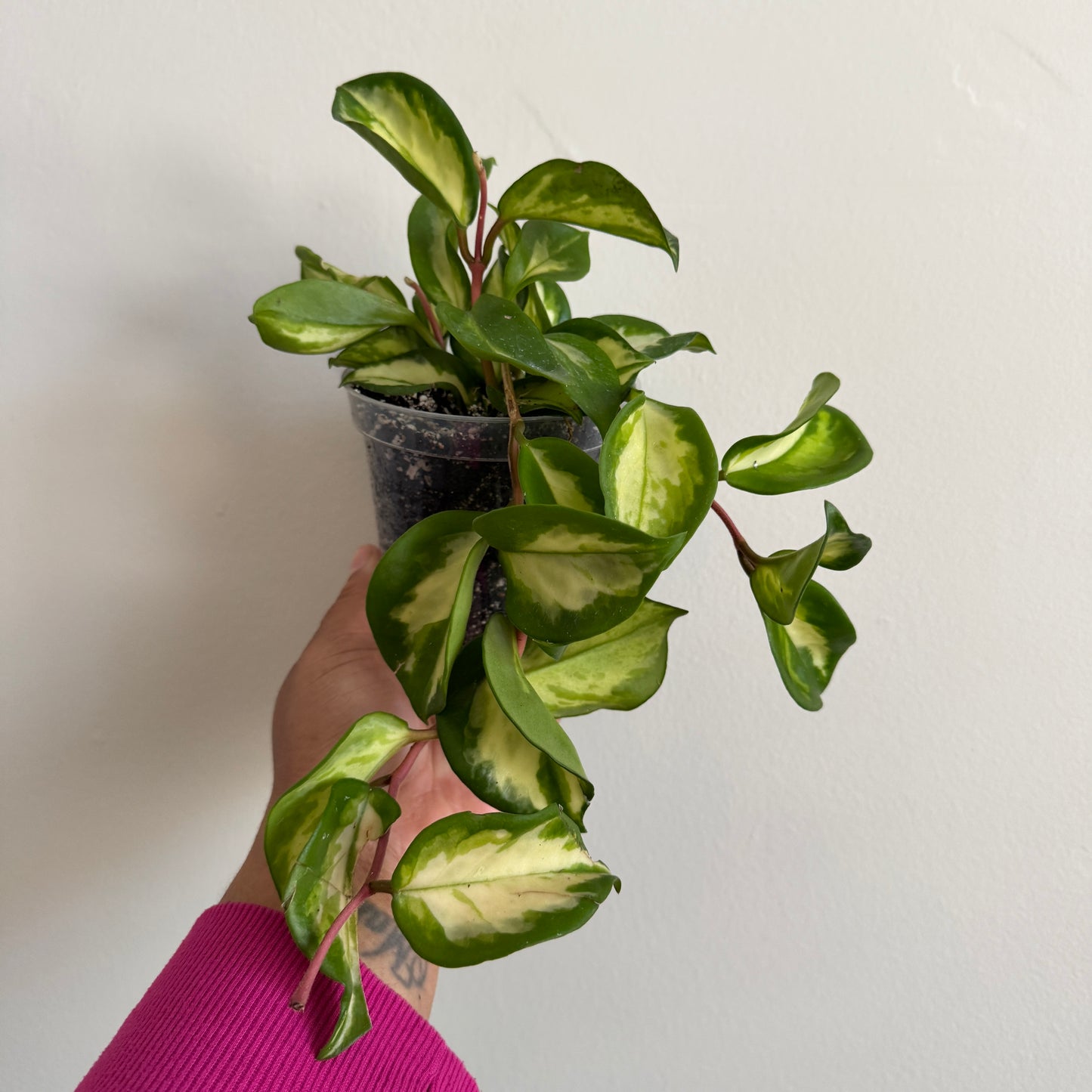 Hoya carnosa 'Krimson Princess'