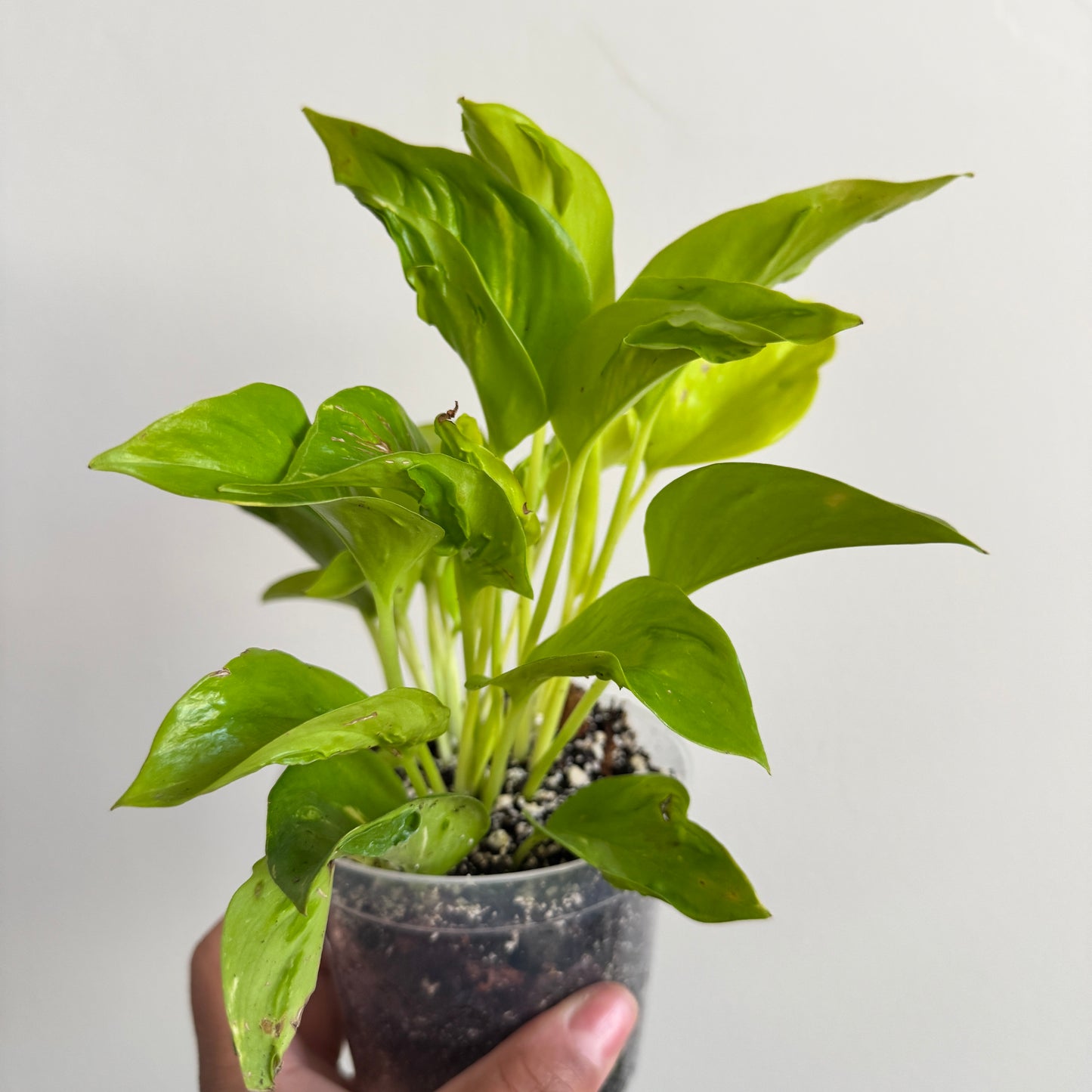 Epipremnum aureum 'Champs-Élysées'