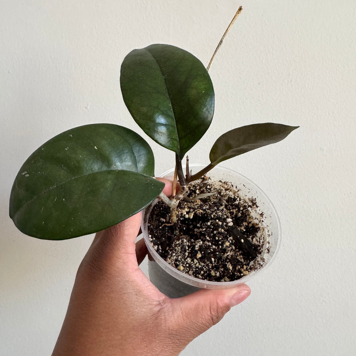 Hoya fungii