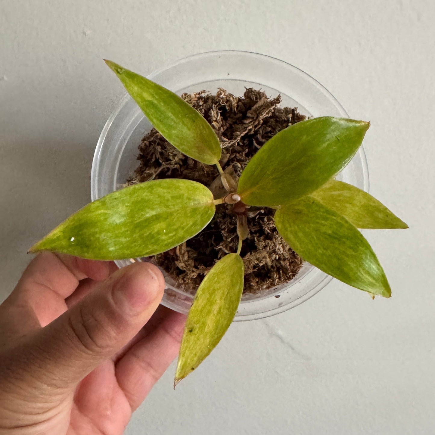 Philodendron erubescens 'Painted Lady'